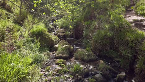 Pequeño-Arroyo-En-Magspie-Den-En-Fife-Escocia-Con-Helechos,-Hierba,-árboles-Y-Senderos-Para-Caminar