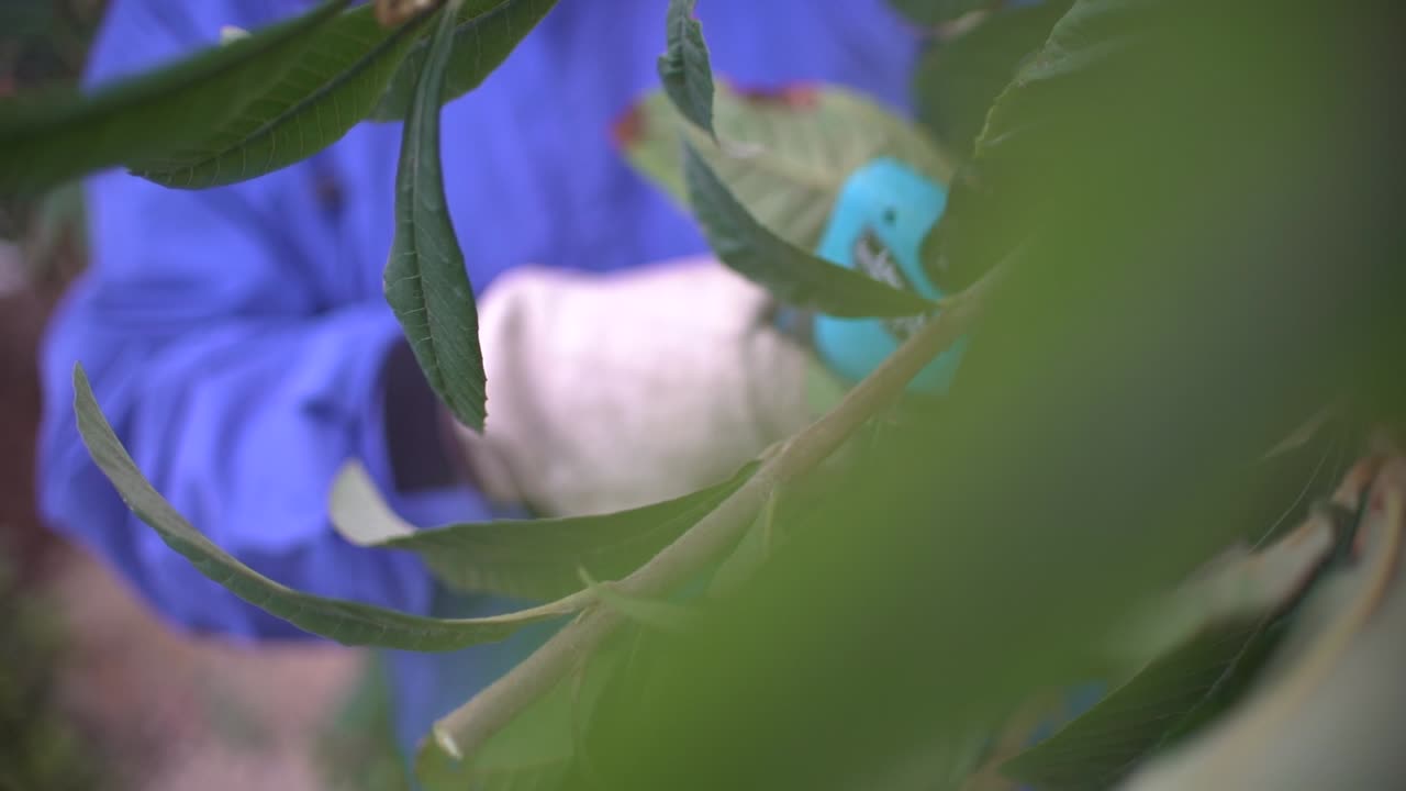 agricultor podando árboles con tijeras de podar eléctricas cortador de ramas automático con batería para podar fácilmente las ramas de los árboles