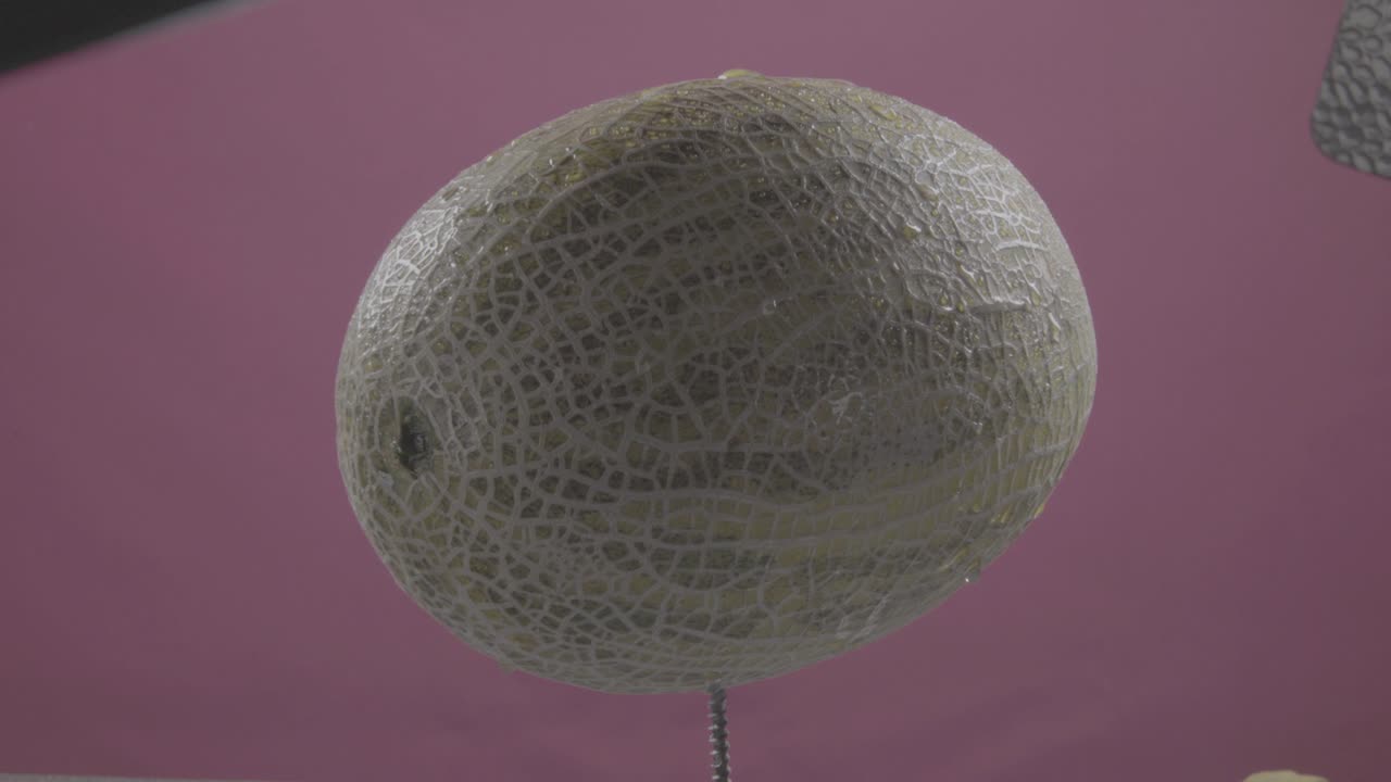 크로마 키를 위한 푸키아 스크린에 루프와 함께 회전하는 멜론