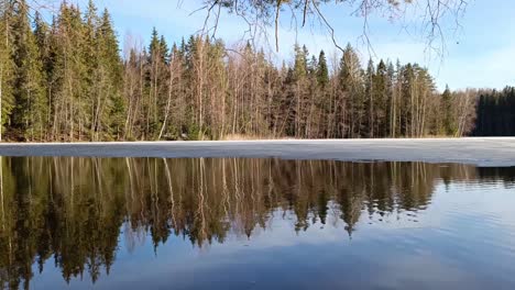 Seespiegelung-Vor-Einem-Kiefernwald,-Tagesaufnahme-Im-Winter,-Konzept-Der-Unberührten-Natur