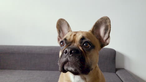 french bulldog face close-up