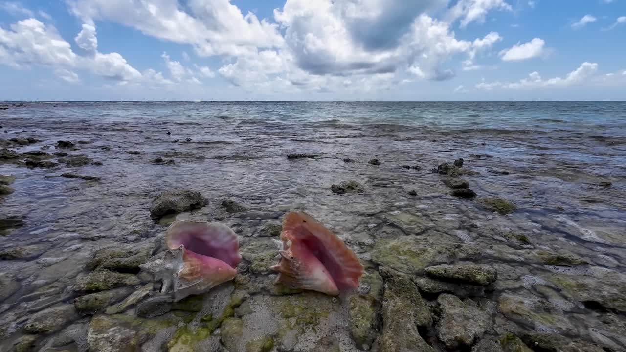 Two BOTUTOS conch shells on beach while the water and clouds pass by, Tropical island Los Roques