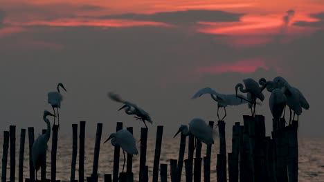 The-Great-Egret,-also-known-as-the-Common-Egret-or-the-Large-Egret