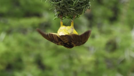 yellow masked weaver display draws attention of females to his nest