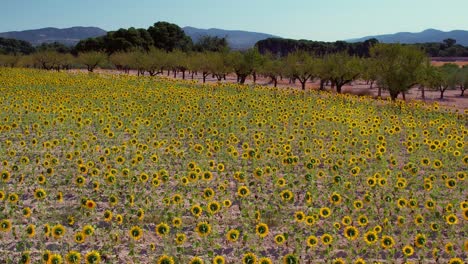 drone zoom out over sunflower fields with mountains