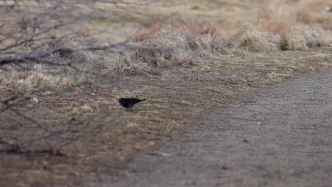 a red winged blackbird picks seeds from the ground near a trail