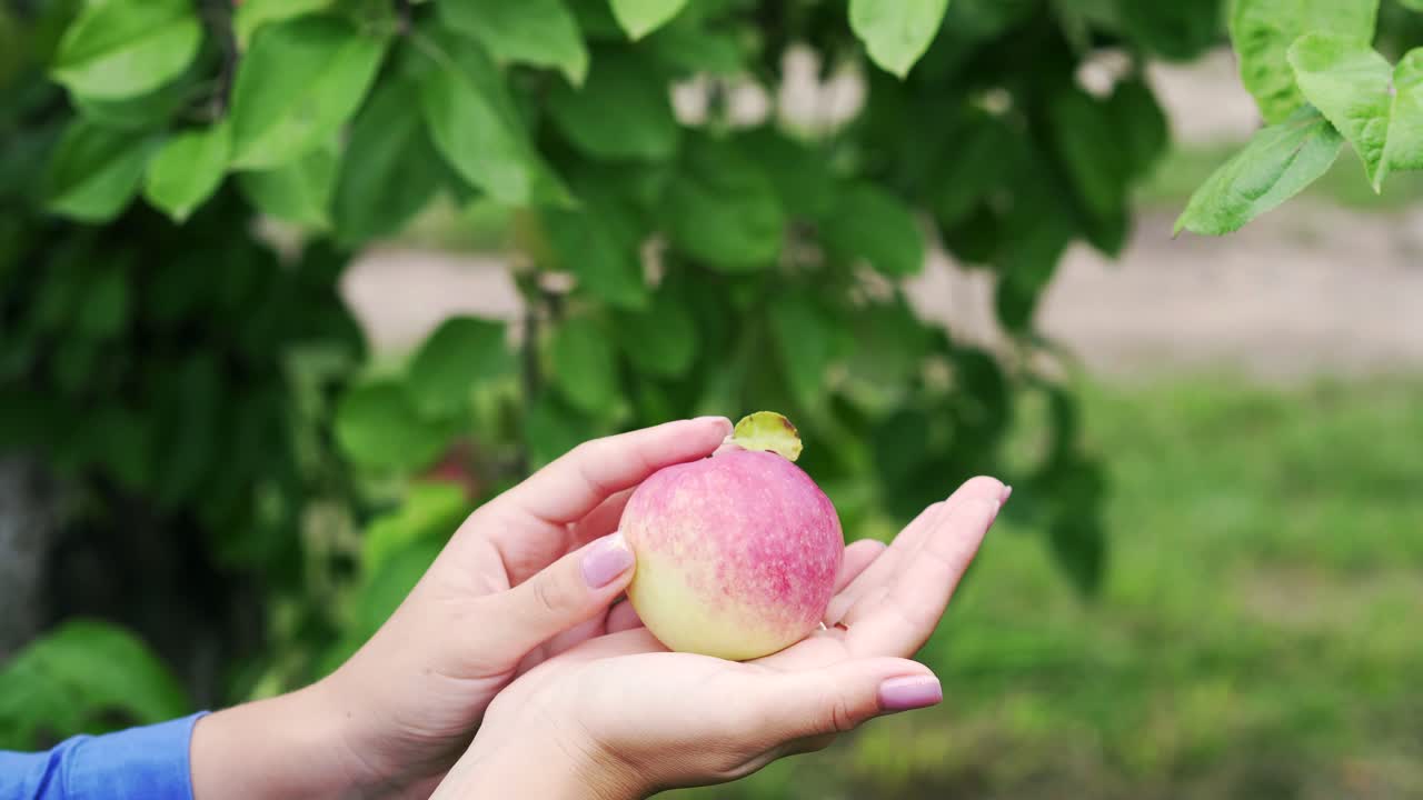 Mani femminili colgono una mela rossa da un ramo nel giardino.