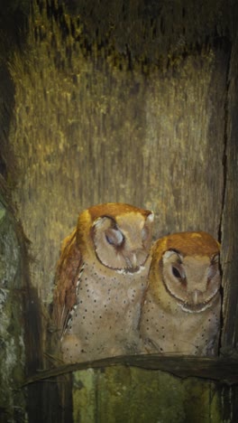 oriental bay owl or phodilus badius baby bird in the nest