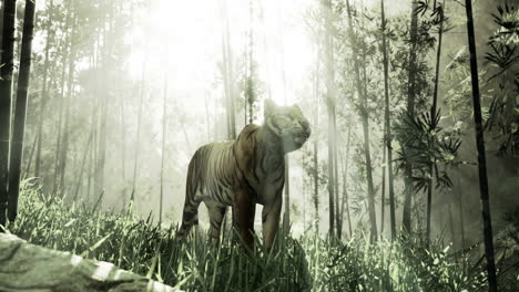 majestic tiger roaming in a misty bamboo forest during daylight hours
