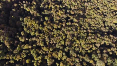 overhead view of majestic forest mountains in sabaduri, georgia