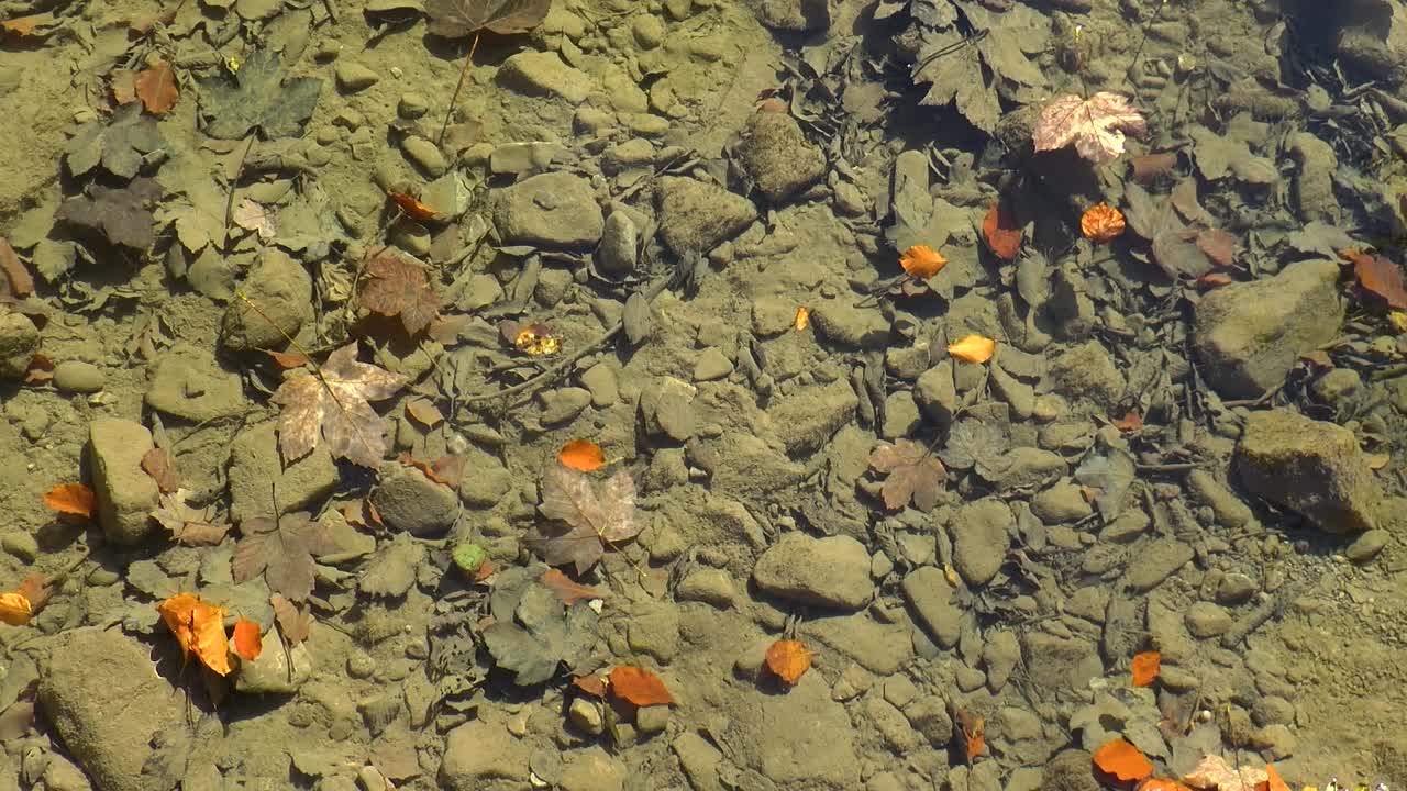 Floating autumn leaves in the river