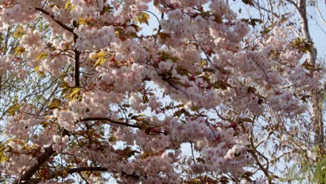 Flor-De-árbol-Colgante-Que-Sopla-El-Viento-En-Rosa-Y-Blanco,-Plano-Medio