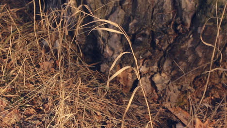 Naturaleza-Otoñal.-Planta-Seca-En-El-Viento.-De-Cerca.-Fondo-Del-Bosque-De-Otoño