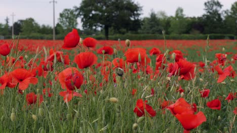 meadow with lots of red tulip flowers in spring