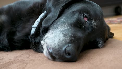 Se-Ve-Un-Perro-Negro-Somnoliento-Tirado-En-El-Suelo-De-Una-Casa.