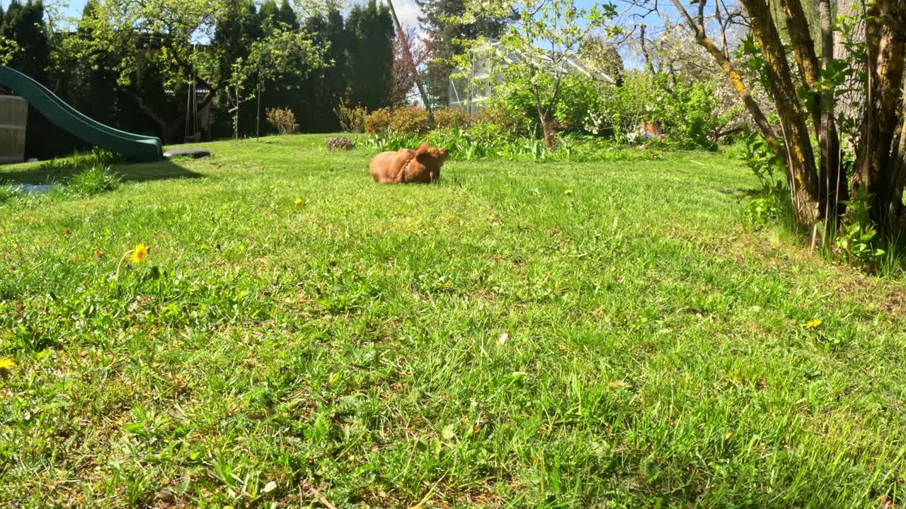 Brown Dachshund Dog Playfully Rolling Around On Sunny Green Lawn In Garden, Stands Up And Walks Towards Camera. wide shot
