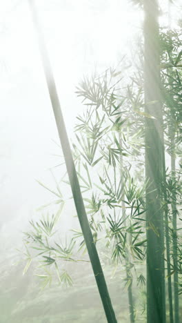 misty bamboo forest