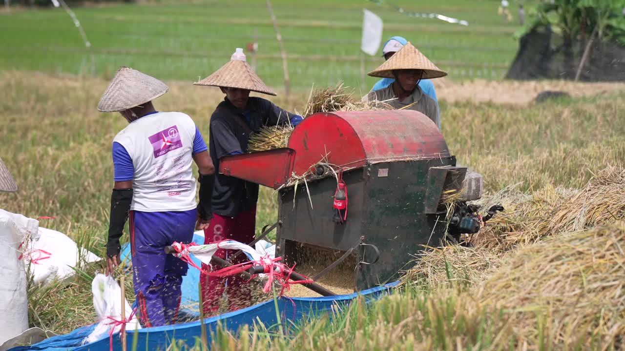 Rice harvesting machine_Balinese Rice Field Harvesting_Rice cutting_Processing
