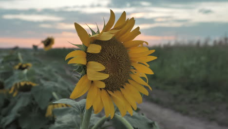 Paralaje-De-Mano-Slomo-Alrededor-Del-Girasol-Que-Sopla-En-La-Puesta-Del-Sol