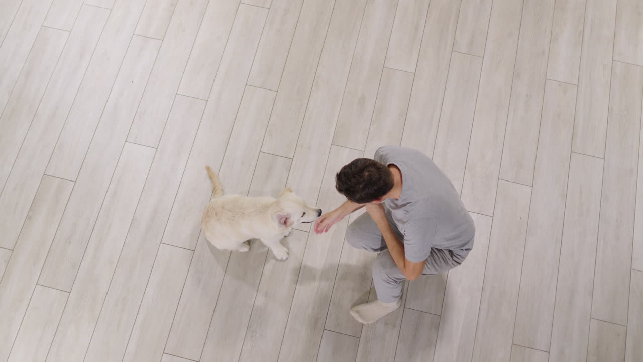 Un hombre entrena a un cachorro de golden retriever. El perro da la pata a su dueño.
