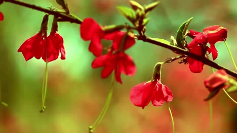 bright red flowers growing in the lush environment of the brazilian savanna or cerrado