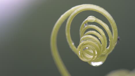 spiral chain of green curly twig