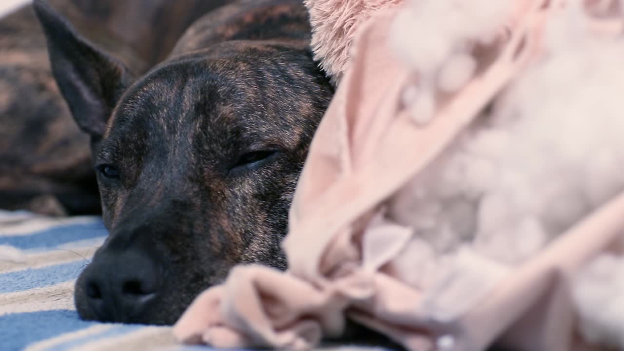 Sleepy dog blinking peacefully beside a large chewed up teddy bear