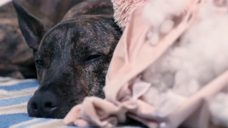 sleepy dog blinking peacefully beside a large chewed up teddy bear
