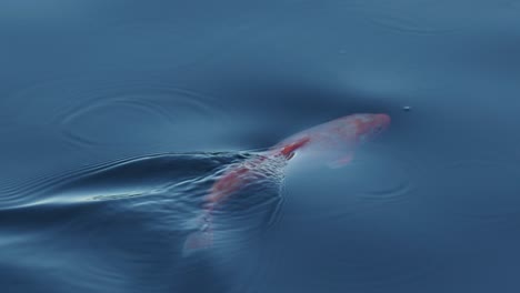 Bunte-Koi-Fische-Schwimmen-In-Einem-Teich