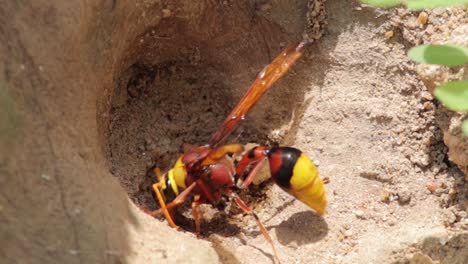 mud dauber wasp flying into the pit to gather some mud balls to build a nest, b roll footage