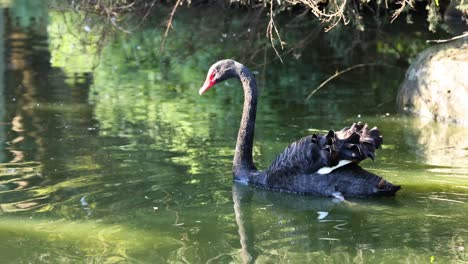 black swan swimming with cygnets on its back