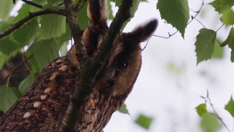 un búho de plumas marrones se esconde detrás de una rama de árbol