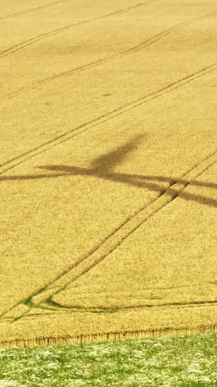 Vertical drone shot of a wind turbine shadow on a wheat field, sunny, summer day