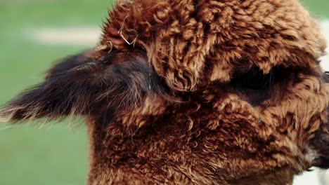 imágenes de 4k uhd de alpaca - alpacas y lama - llamas en un entorno natural