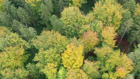 Eine-Drohnenaufnahme-Eines-Mischwaldes-Von-Oben-Im-Herbst