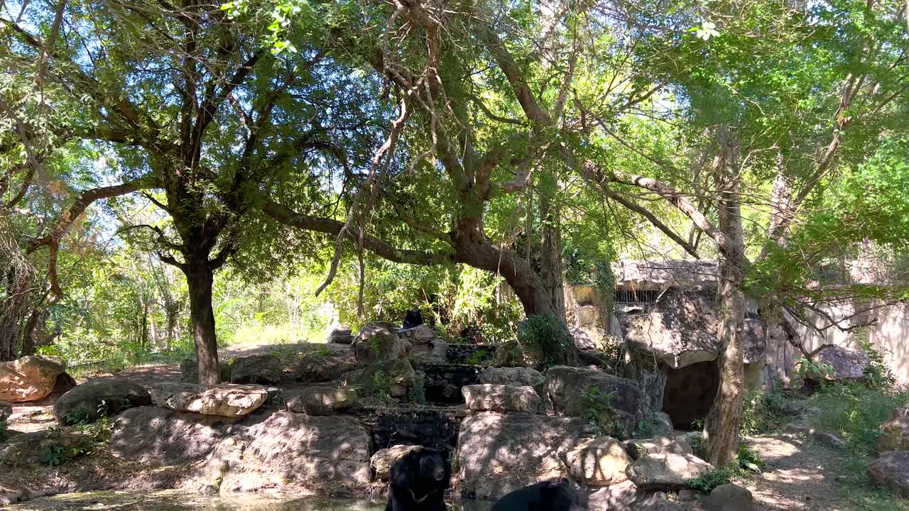 osos negros en un recinto forestal