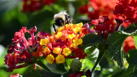 bumble bee pollinates beautiful red and yellow garden flowers close up