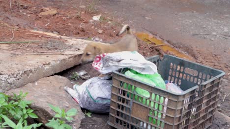 Cachorros-Jugando-Y-Escarbando-En-La-Basura-En-Busca-De-Comida,-Junto-A-La-Calle-En-El-Norte-De-Vietnam