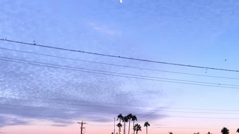 Incline-Hacia-Abajo-Desde-La-Luna-Hasta-La-Bandada-De-Pájaros-Posados-En-Una-Línea-Eléctrica-Al-Atardecer,-Phoenix,-Arizona