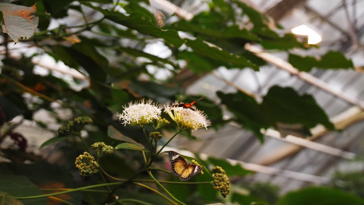 mariposa colorida disfrutando del néctar de la flor blanca, vista trasera de la muñeca