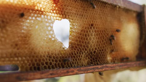 close up of bees on honeycomb frame from a beehive