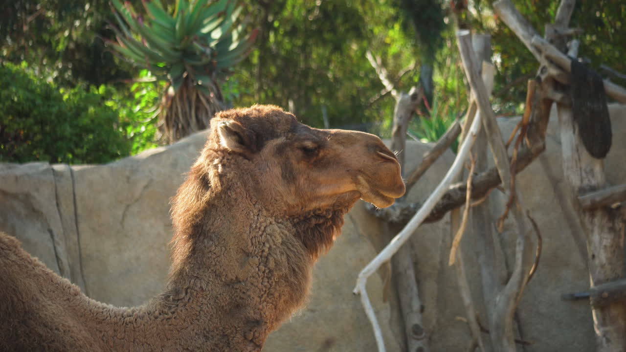 el rostro de un camello masticando de cerca en el zoológico de san diego, california, ee.uu.