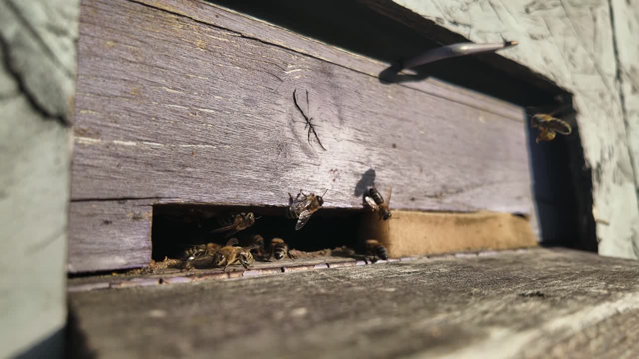 Timelapse of bees entering and exiting hive