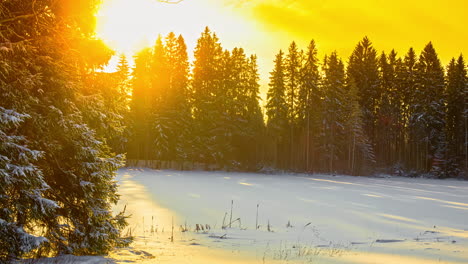 Lapso-De-Tiempo-Cinematográfico-Del-Amanecer-Dorado-Con-Destello-De-Lente-En-El-Paisaje-Del-Bosque-Nevado-Y-Ramas-Cubiertas-De-Nieve-De-Abetos