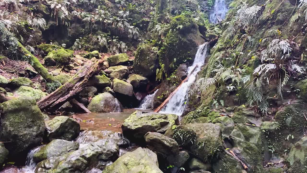 Clear stream flows over mossy rocks and logs in lush rainforest, soft daylight, steady camera