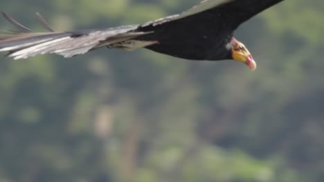 dramatic aerial following yellow headed vulture in flight soaring over rainforest