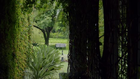 a scenic view through a tunnel of lush greenery in antigua, guatemala. the natural foliage forms an archway, creating a peaceful and inviting pathway surrounded by vibrant nature