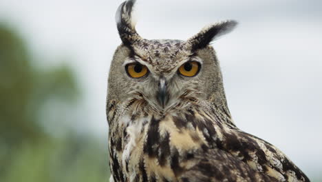 eurasian eagle owl looking at camera