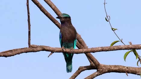 el rodillo indio es común en tailandia, se ve fácilmente cuando se viaja a la provincia y a los parques nacionales