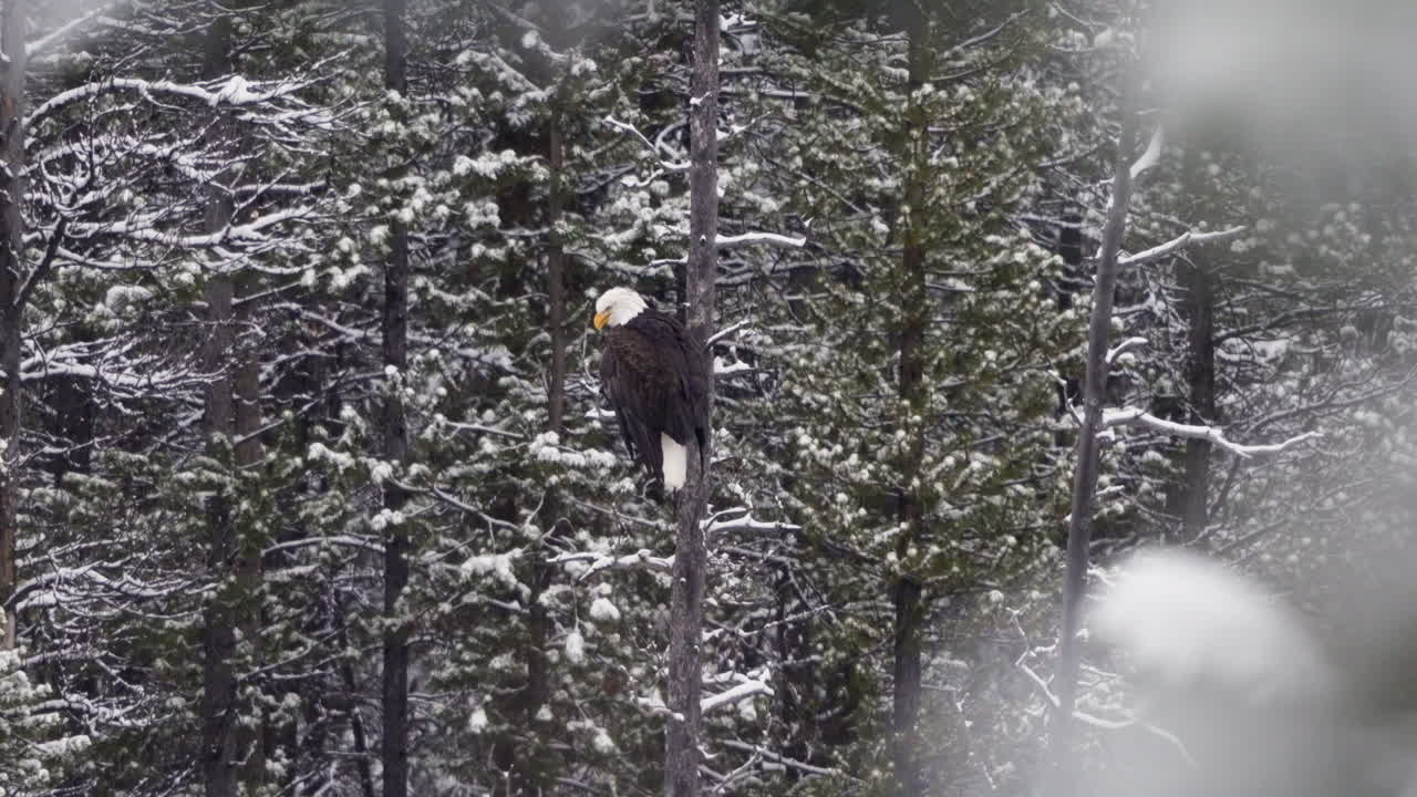 Bald Eagle Perched On The Tree In Winter Forest In McIntyre Creek, Whitehorse, Canada - Static Shot